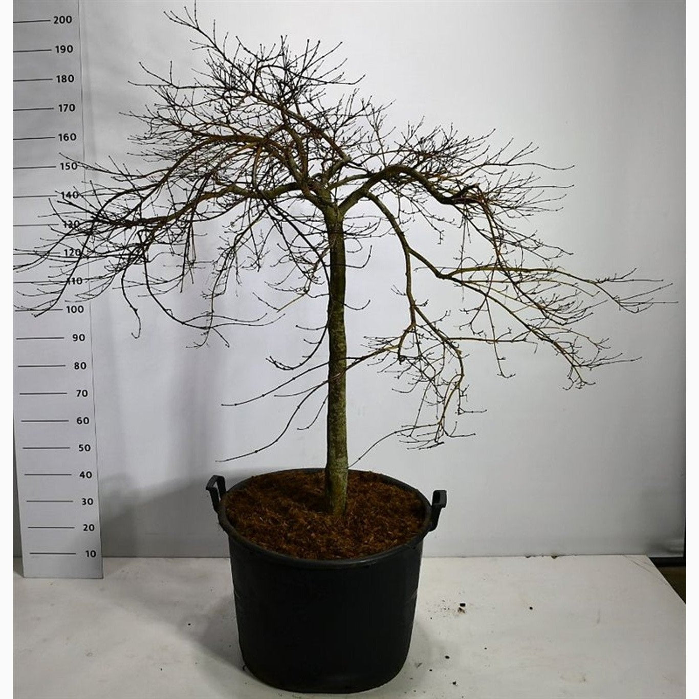 Japansk lönn – Acer pal. 'Stella Rossa' - C130 150-175 CM